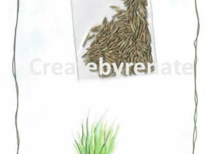 Vuske Grös met zakje graszaad Nr. 36